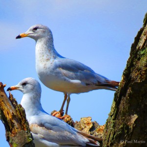 seagulls